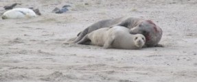 6987_vlieland-zeehondenpaar-met-jong